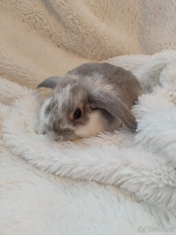 Vymazlení zakrslý králíčci - beránek, teddy, rex, minilop - 7