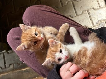 Darujeme koťátka - 7