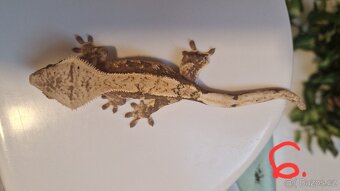 Pagekony řasnaté - 7