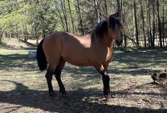 Připouštění Lusitano hřebcem - 7