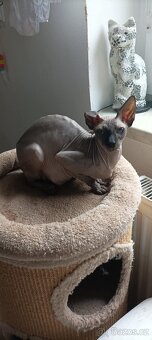 Rezervace sphynx - 7