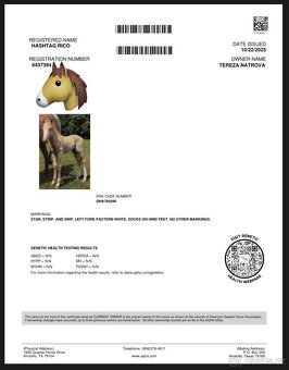 Palomino hřebeček QH - 7