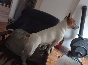Jack Russell teriér JRT KRYTÍ - 7