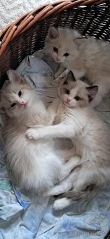 Koťátka ragdoll s PP - 7