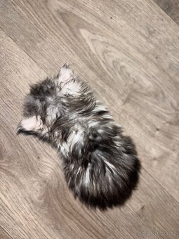 Perská koťátka - 7