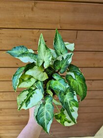 Alocasia, philodendron, syngonium, monstera a další - 7
