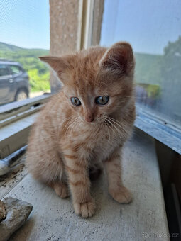 Daruji koťátko Kitty do dobrých rukou - 7