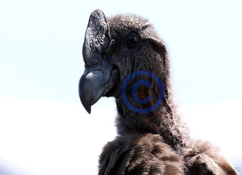 Fujinon XF 100-400mm 1:4.5-5.6 R LM IOS WR - 7