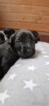 Belgický ovčák Malinois - štěňata (Německý ovčák podíl 25%) - 7