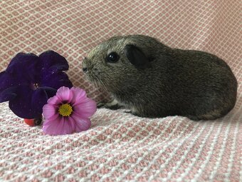 Morče - morčátko - 7