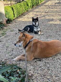 Shiba Inu štěňátko – kluk k odběru od 11. 10. - 7