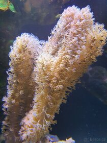 Mořské korály - 7