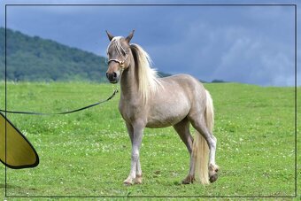 Tříletý hřebec minihorse - 7