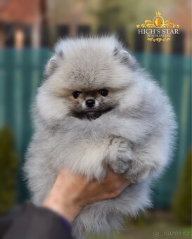 Pomeranian s PP FCI - 7