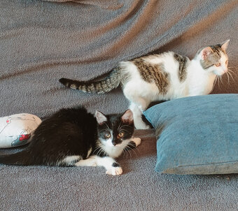 Koťata, kotě, jen do dobrých rukou - 7