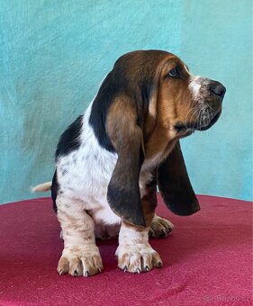 Štěňata Bassethound s PP - 7
