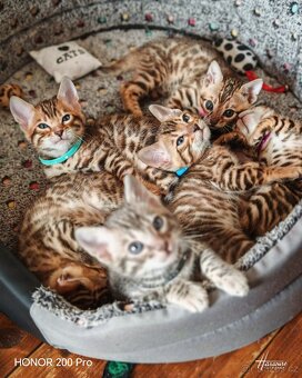 Bengálské koťátka, Bengálská kočka, Bengálky - 7