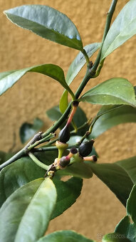 Prodám plodící citroník MEYER (č.68a) - 7