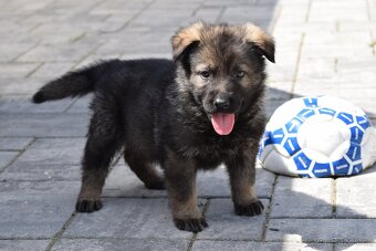 Německý ovčák fenky s PP - 7