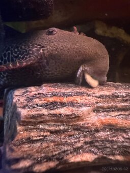 L600Pleco,L114 Pleco, Manacapura - 7