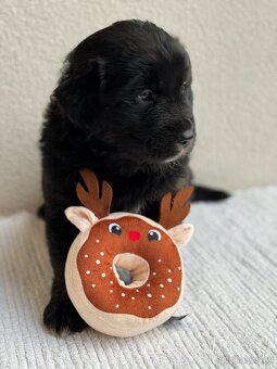 Golden Aussie steniatka - 7