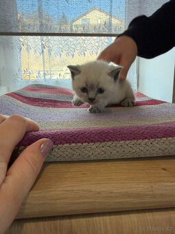 Britská koťata - 7