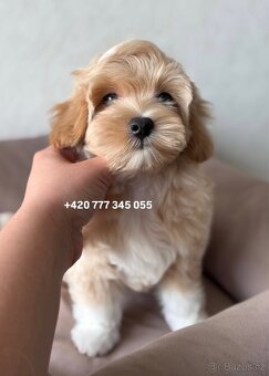 Maltipoo F1 Caramel male pejsek Martin - 7