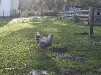 Faverolka kohouti - 7