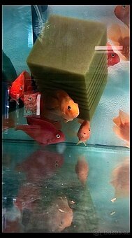 Prodej akvarijních ryb - 7