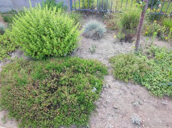 Různé skalničky z předzahrádky - 7