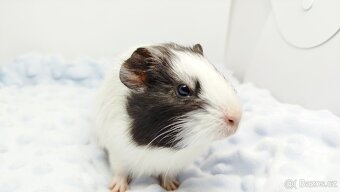 Morče, Morčata, Morčátko, Morčátka - BETTY - 7