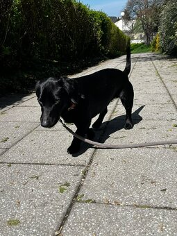 Pejsek Harryček - 7