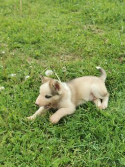 Sibiřský Husky - štěňátka - 7