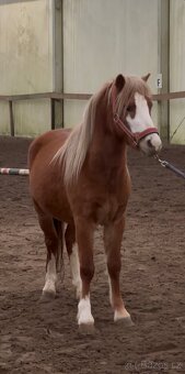 WELSH MOUNTAIN PONY PRO DĚTI - 7
