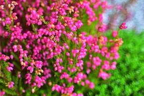 Helios MC 44M-5 2/58mm M42 TOP STAV - 7