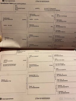 Prodám 5 l, Old. valach - 7