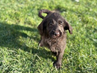 Labradoodle (goldendoodle) - 7