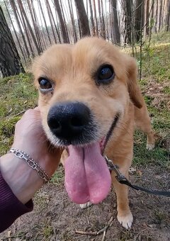 PINGI K ADOPCI - akční veselý mazel, vhodný k dětem - 7