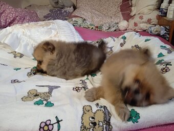 POMERANIAN - 7