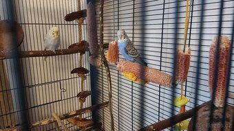 Andulka vlnkovana s kleci - 7