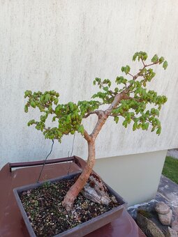 bonsai, bonsaj - 7