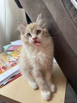 Ragdoll bez PP - 7