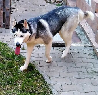 Sibírsky husky - 7