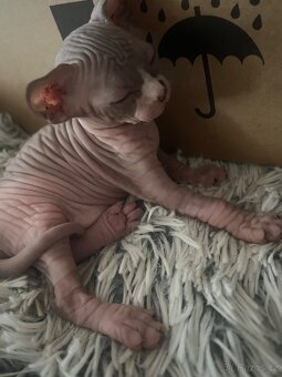 Kanadský Sphynx - 7