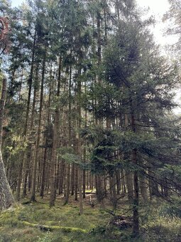 Prodám lesní pozemek v katastrálním území Žichlice u Hromnic - 7