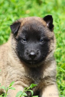 Belgický ovčák - Malinois - fenky s PP - 7