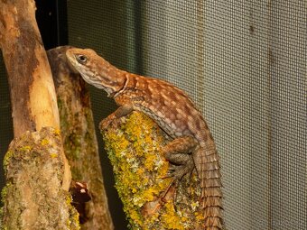 Leguán trnitý (Oplurus cyclurus) - 7