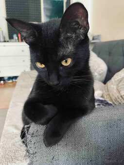 Kocourek Balerion hledá nový domov - 7