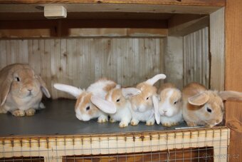 Zakrslý beránek – mláďata k odběru 🐰 - 7