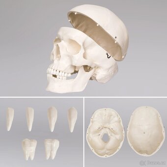 Anatomický model lidské kostry 180 cm - 7